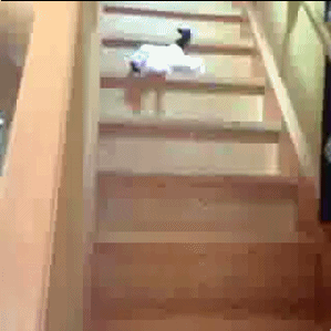Funny+cat+going+down+the+stairs.gif