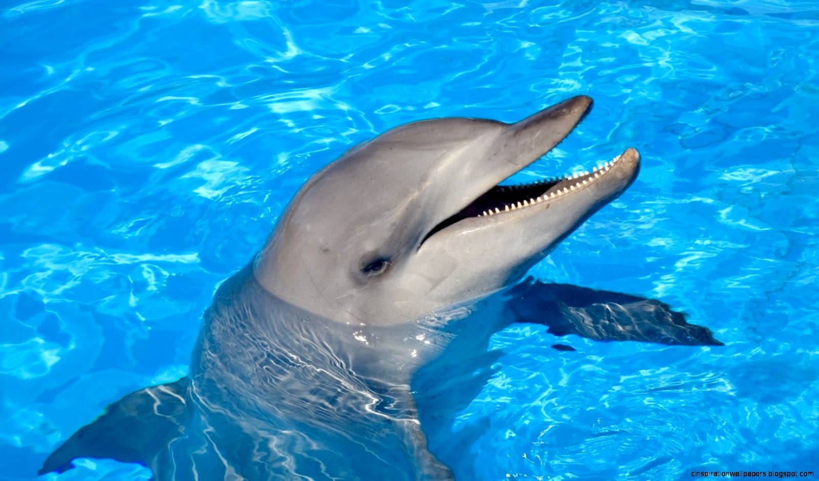 Dolphin Wallpapers 1080P