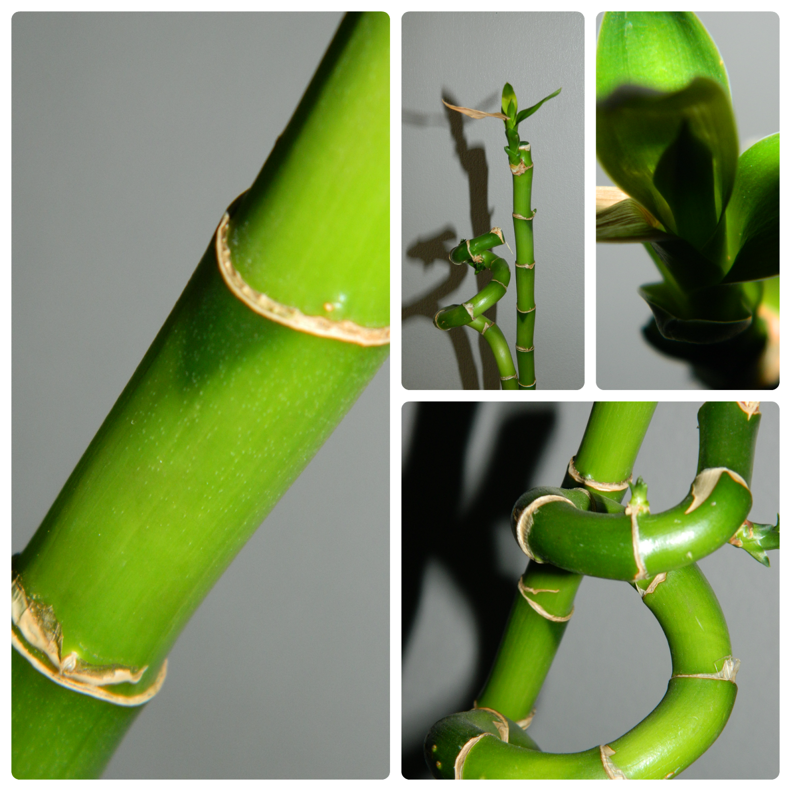 collage, bamboo, green, 