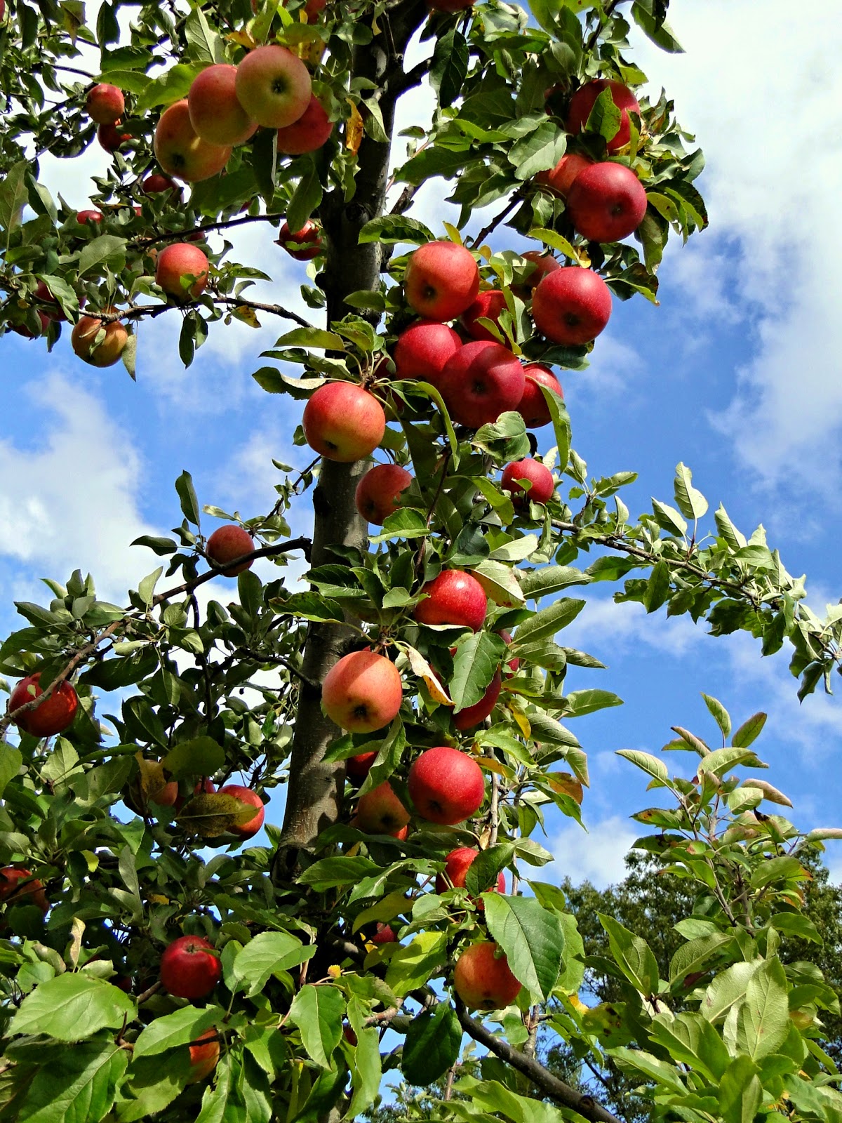 New England Fall Events - Apple Picking Holliston MA