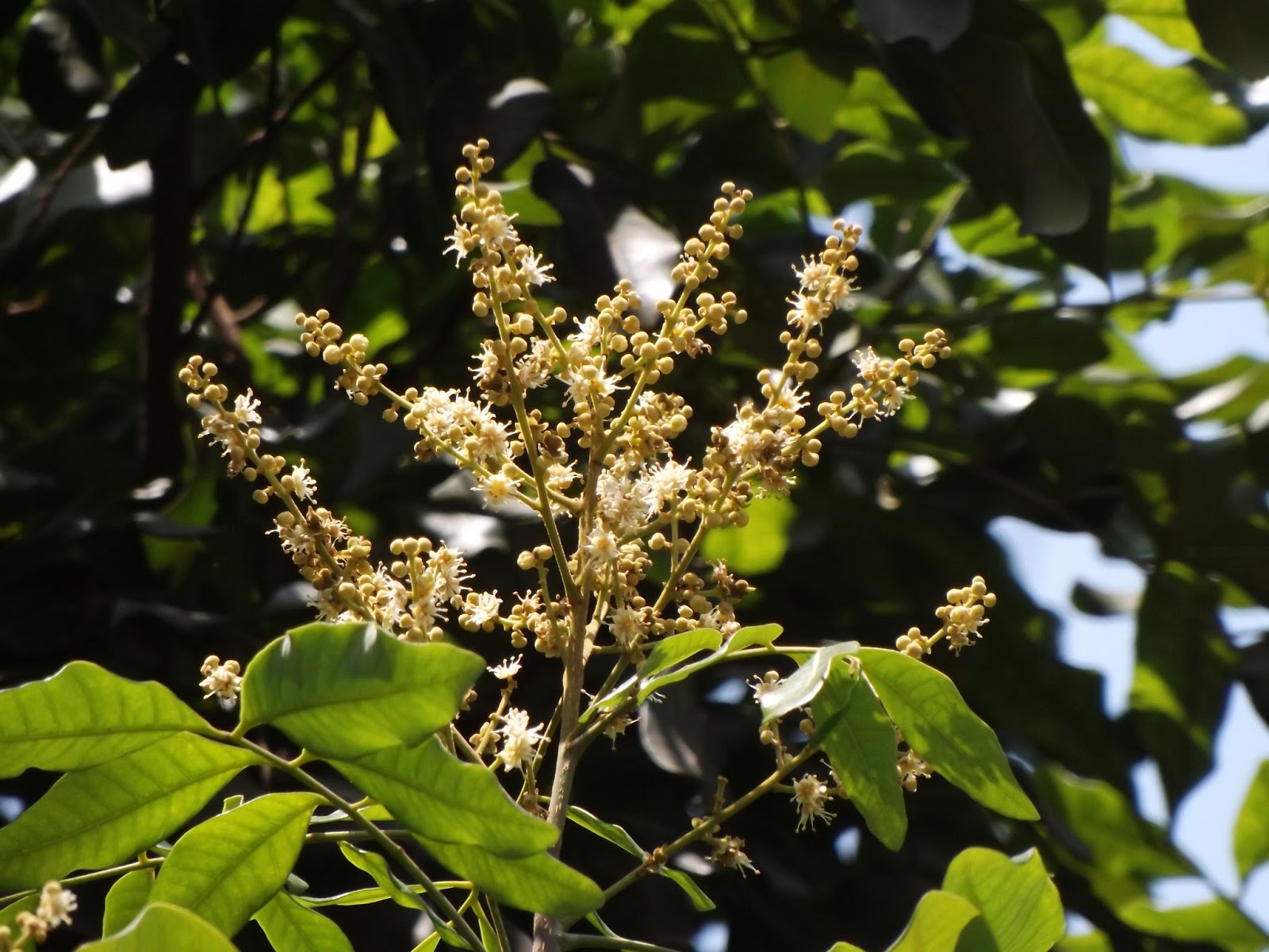 Monkton Elm News Events And Tips Blog Plant Of The Month April