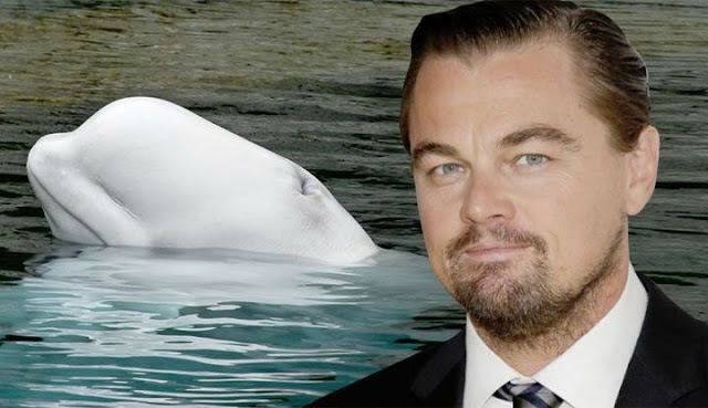 Leonardo Di Caprio logró que gobierno ruso liberara 100 ballenas 
