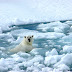 Aseguran que el Ártico ya no tendrá hielo en menos de 45 años