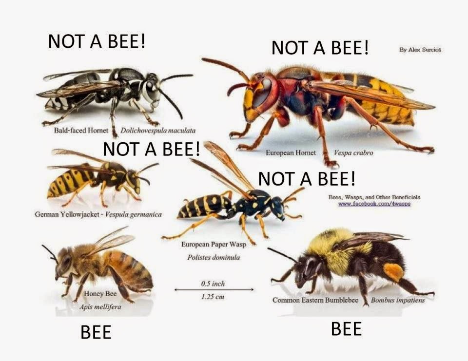 bradpetehoops Trigona Stingless Bees and Kinds of Bees bradpetehoops Trigona Stingless Bees and Kinds of Bees