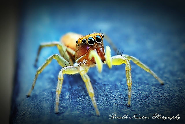 Tiny spider