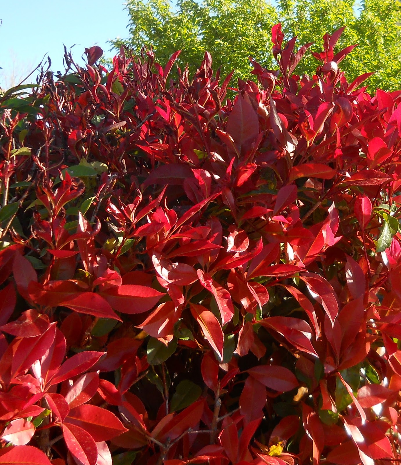 Popular Red Tip Photinias Garden Shrubs Garden Shrubs Plants
