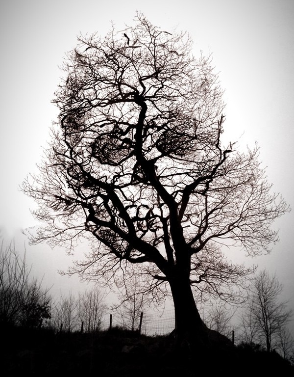Tree of Death