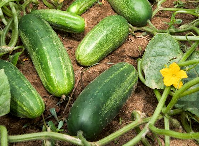Large-scale deep re-sequencing reveals cucumber's evolutionary enigma