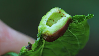 Larva Inside Gall