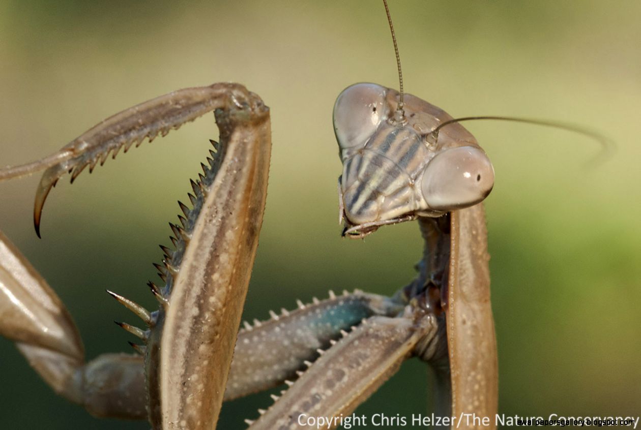 Praying Mantis Mandibles  Amazing Wallpapers