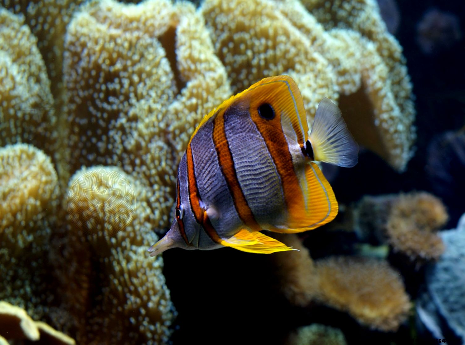 Copperband Butterflyfish