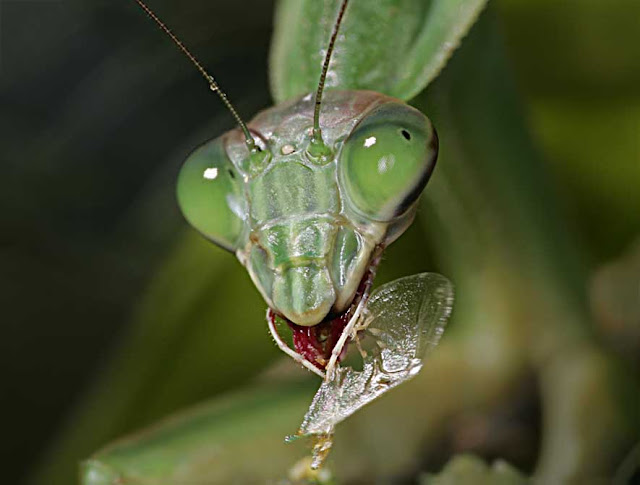 fly eaten by praying mantis