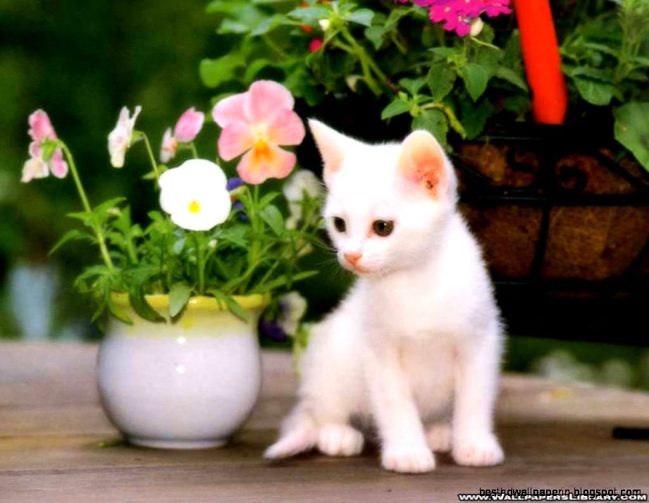 Download White Kitten Flowers Cat Picture Animal Pictures