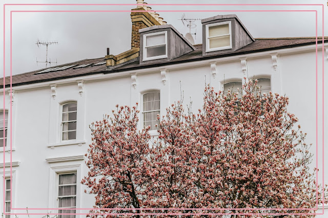 London Kensington Pink Blossom London Kensington Spring Pink Blossom Trees