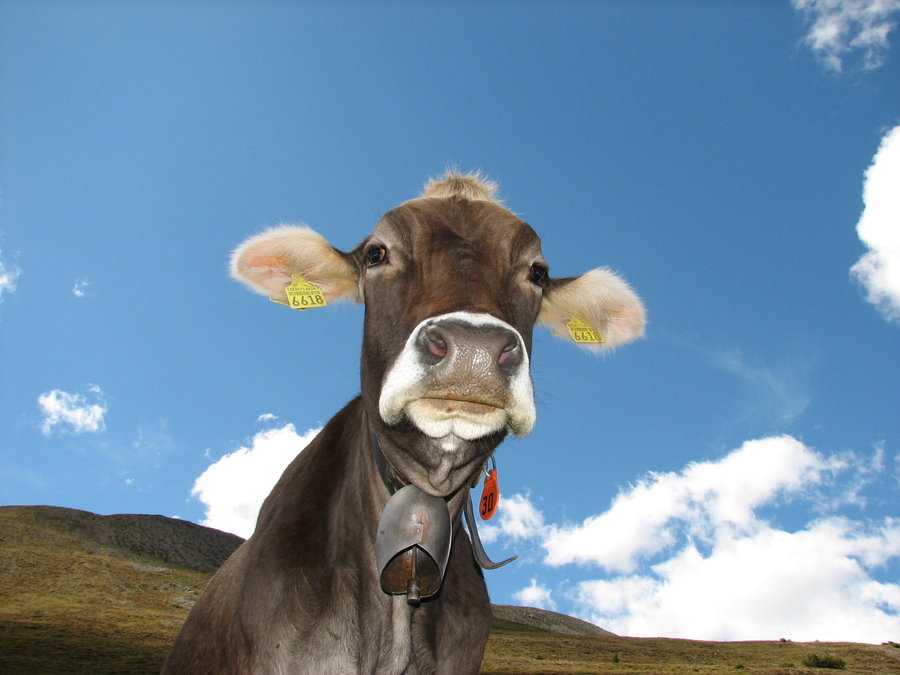 Cool Pictures: Top 30 Funny cow Pictures in worlds