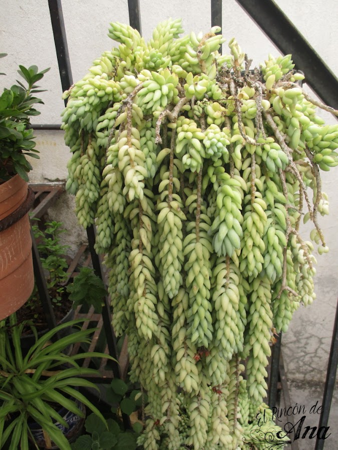 Mis cactus y suculentas