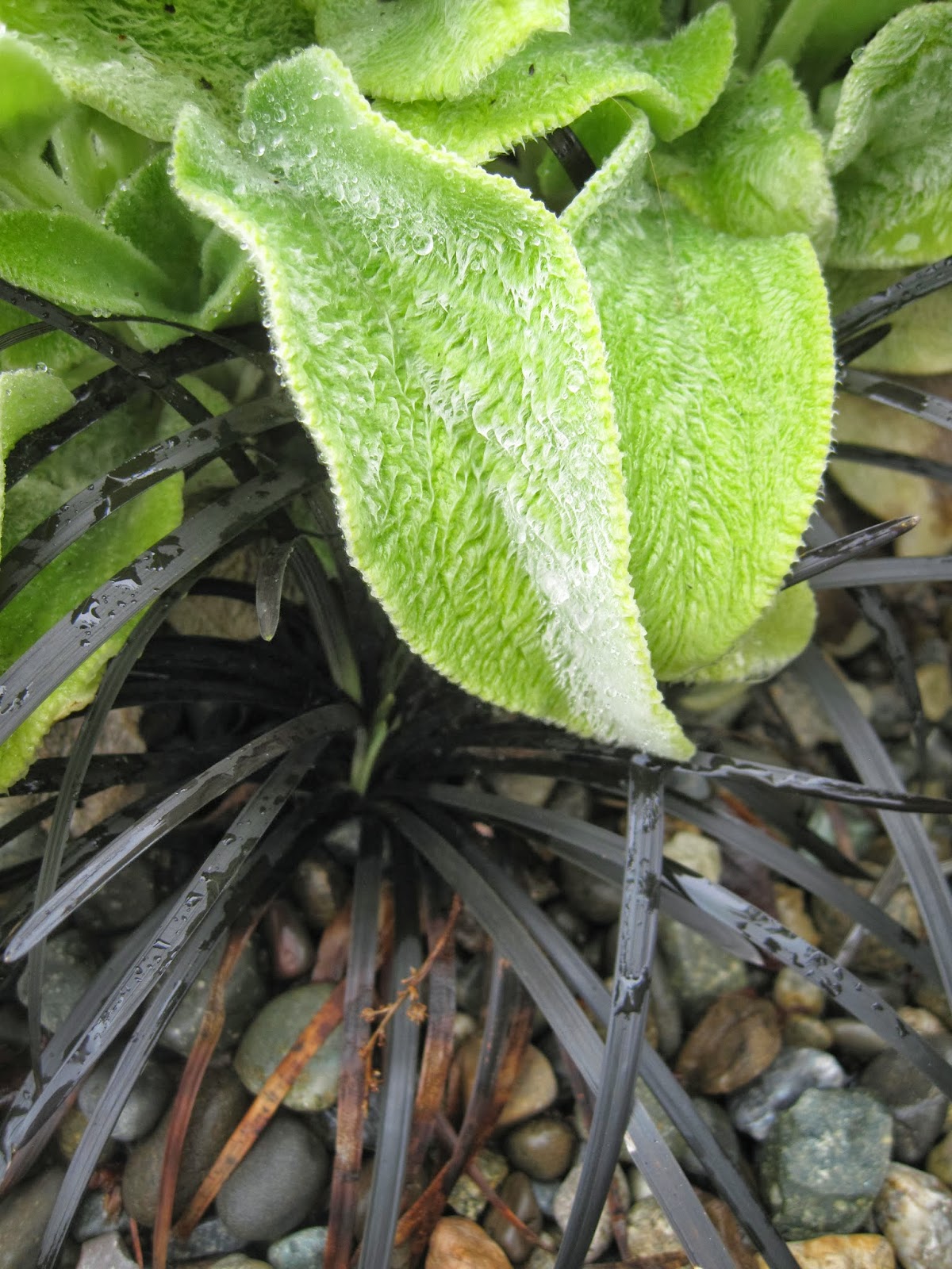 Bonney Lassie: A Few Grasses in My Garden on a Wet, Gray Day