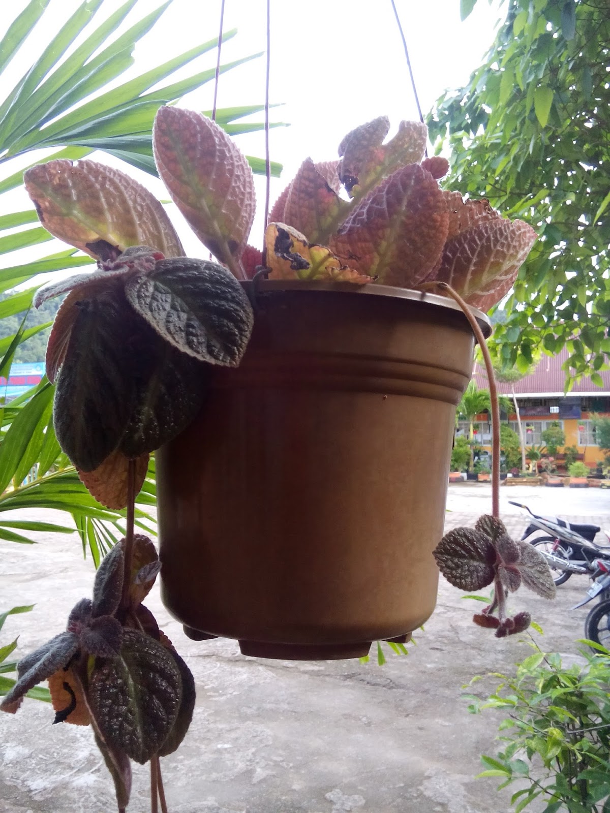  tanaman  hias  pada pot  gantung AgroMed SAINS