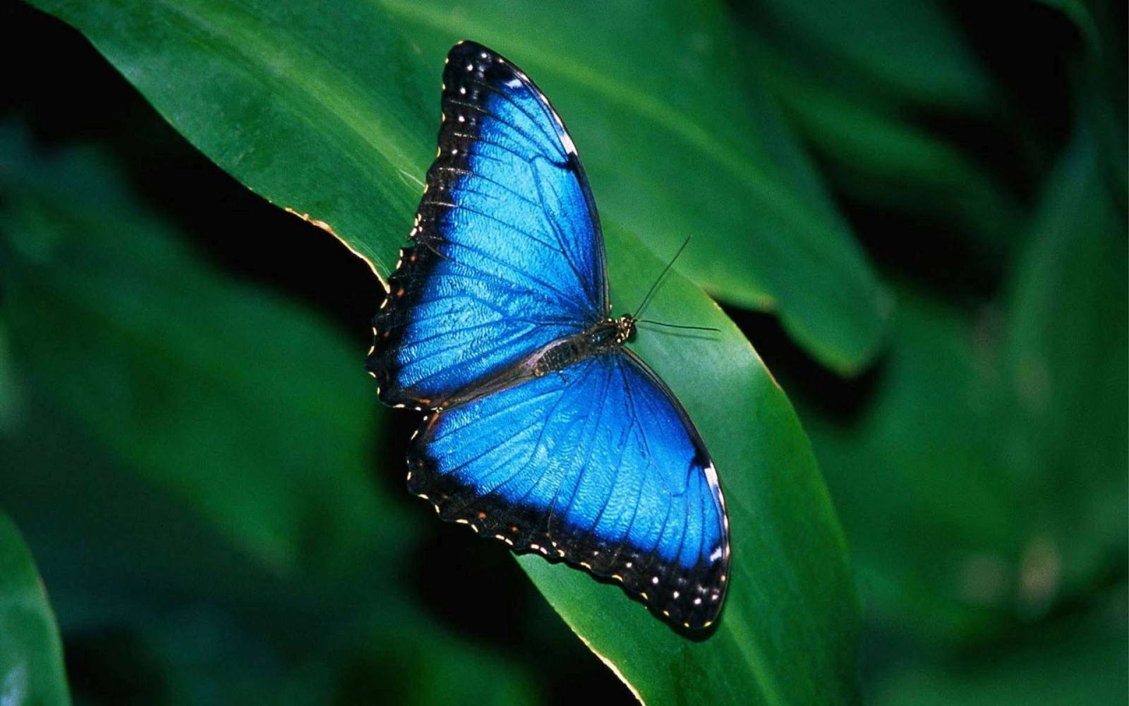 Blue Morpho Butterfly Wallpaper