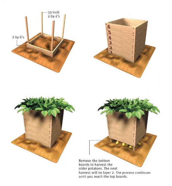 How to build and use a potato box