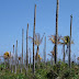 FIQUE SABENDO! / Doença agressiva que mata os coqueiros ameaça chegar ao Brasil