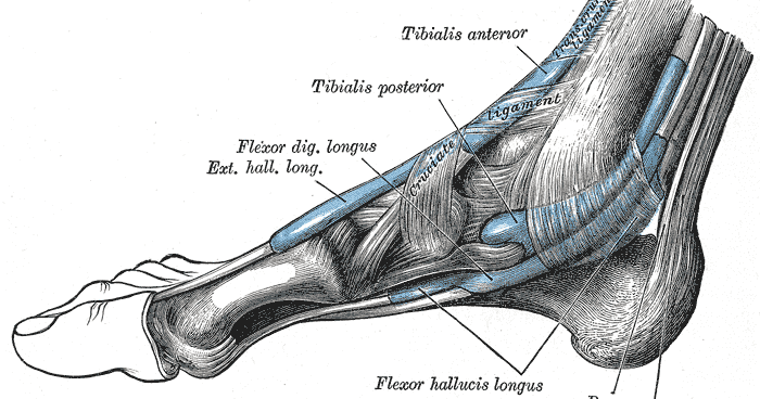 Anatomie Membrul Inferior | PDF