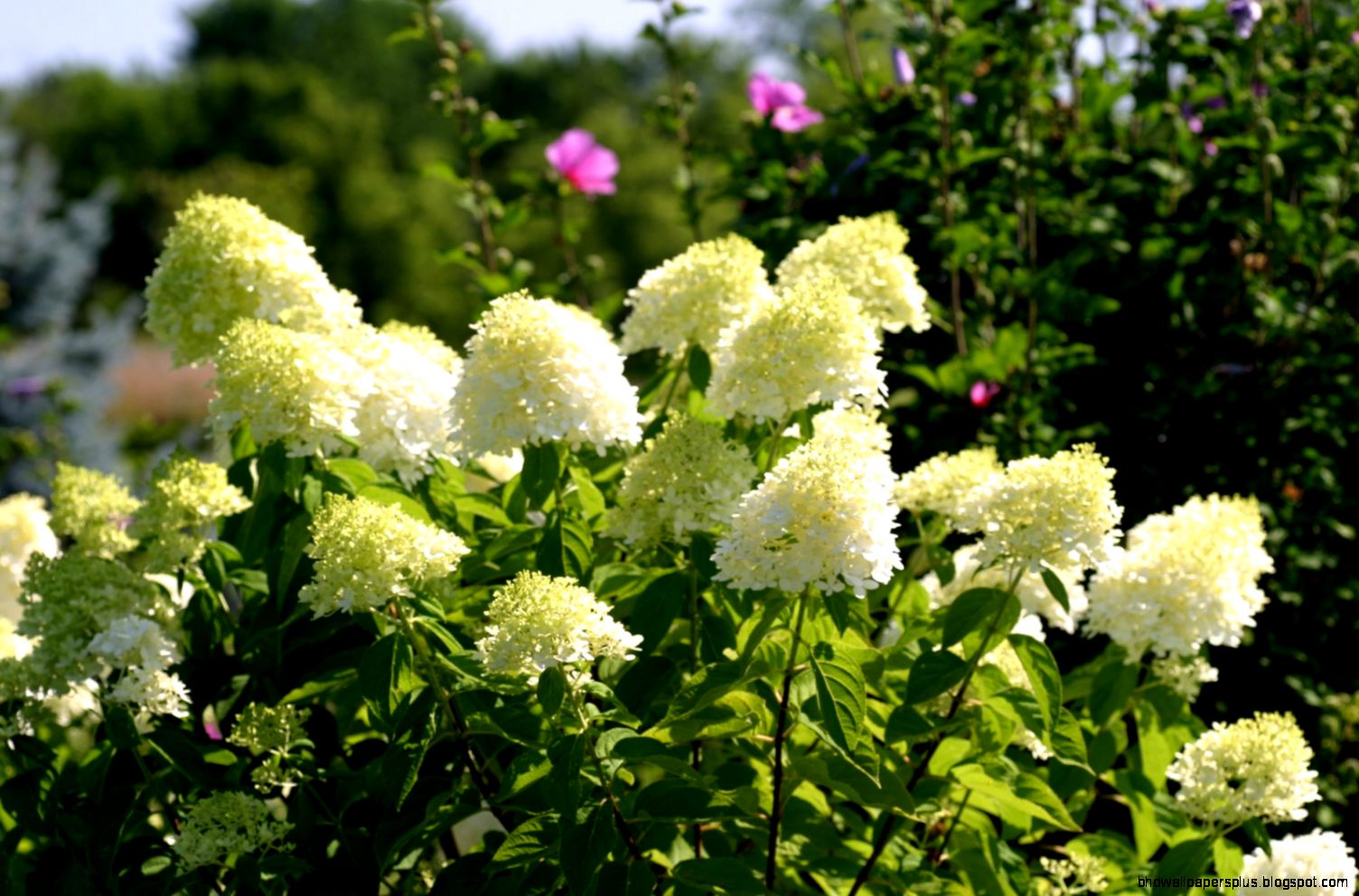 Powell Gardens39 Spectacular Summer Flowering Shrubs  Powell