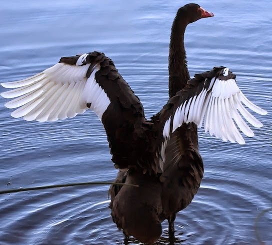 Fly with the black swan.