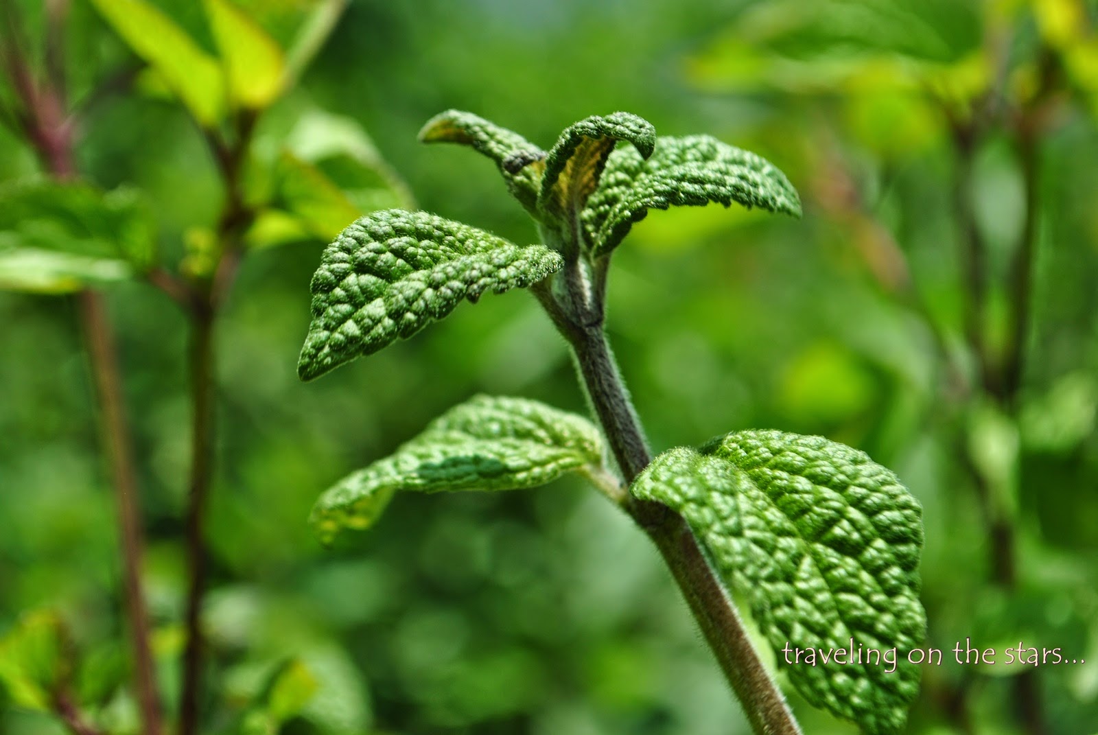 traveling on the stars...: Perú: Lima y Ayas