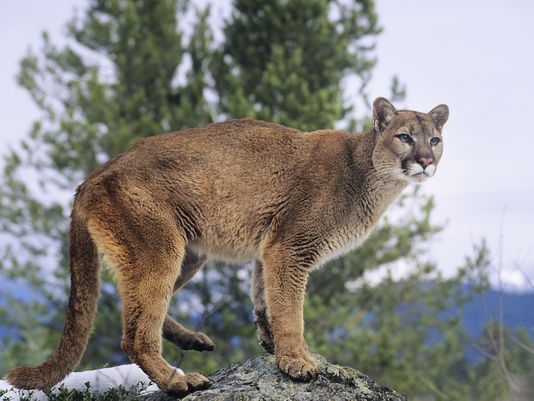 The Crazy Cougar welcomes you to the blog