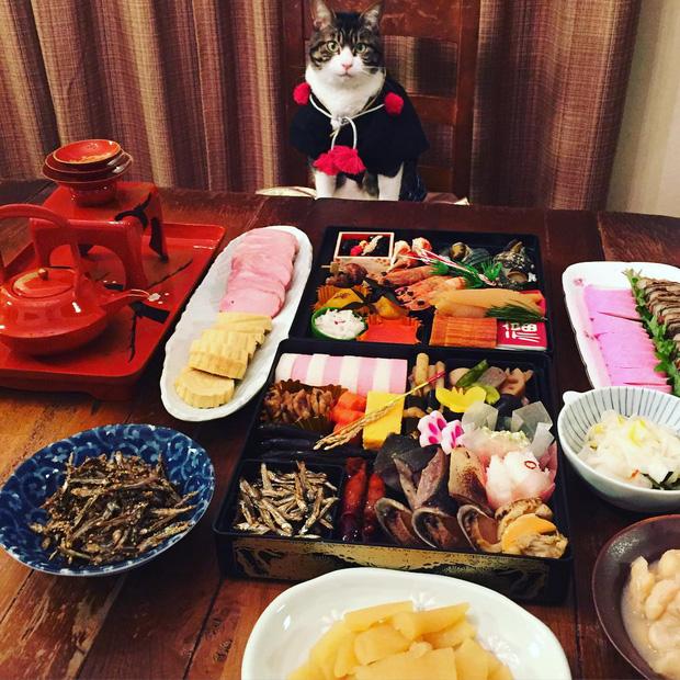 Đại sứ mèo cute đi truyền bá văn hóa Nhật Bản