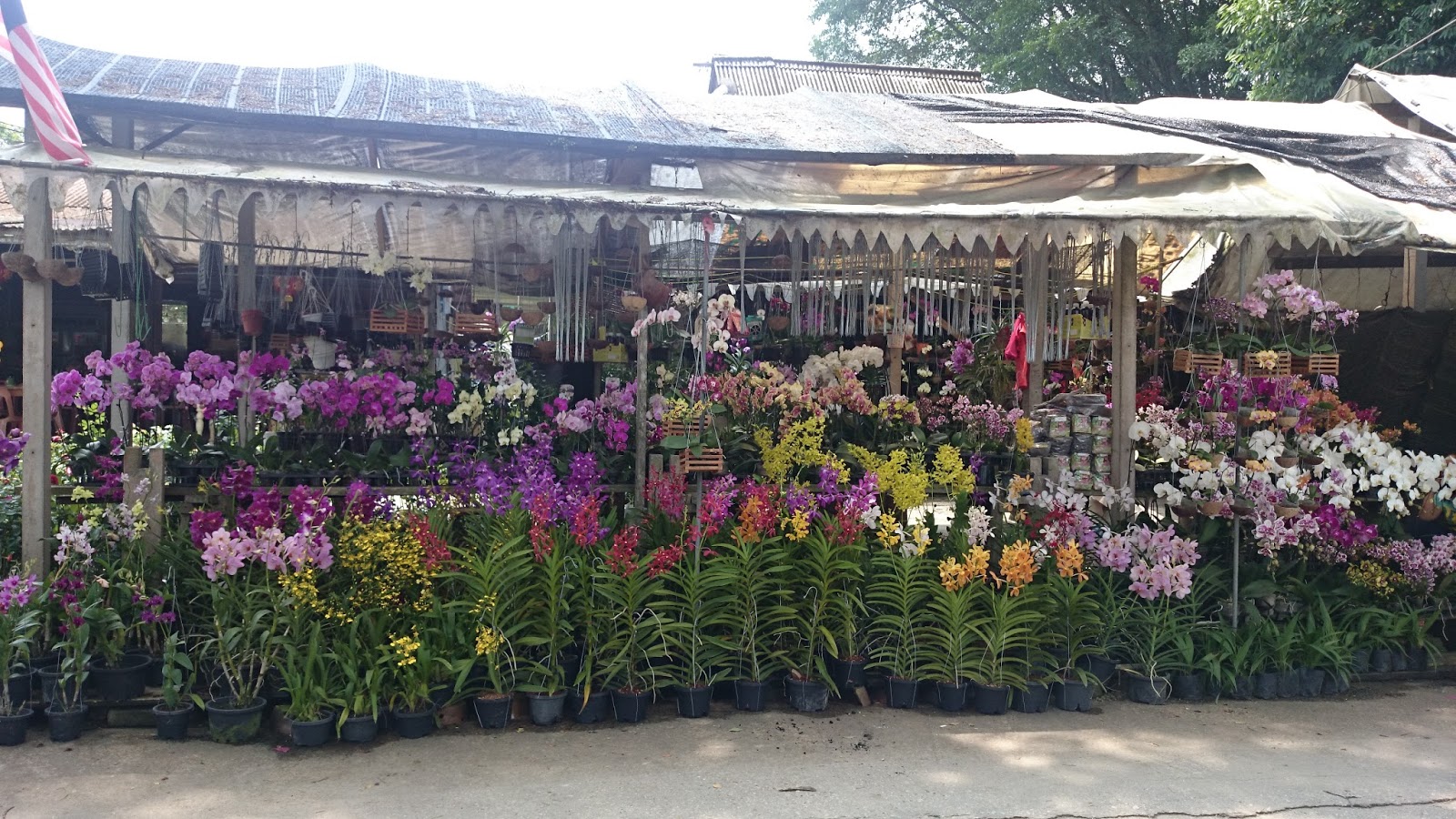 Today BAHAGIA Kedai bunga paling murah di Sungai Buloh.