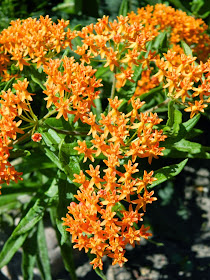 Butterfly weed Asclepias tuberosa blooms by garden muses-not another Toronto gardening blog