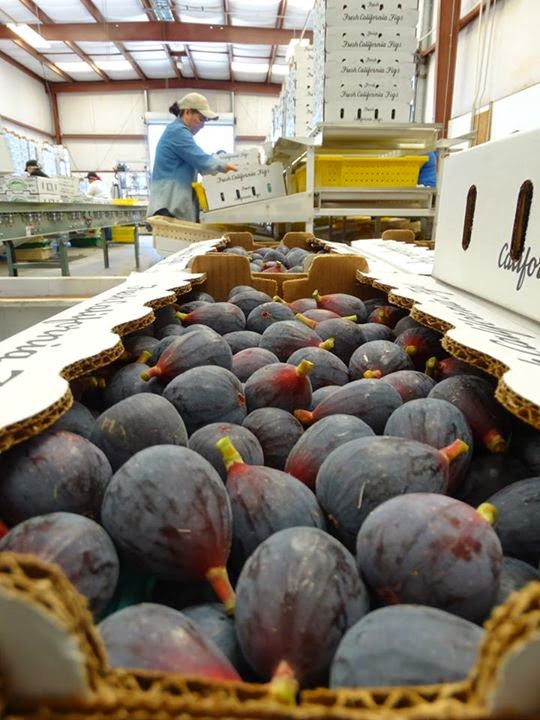 Figs Photo Collection Around the World Maywood Farms Figs Company