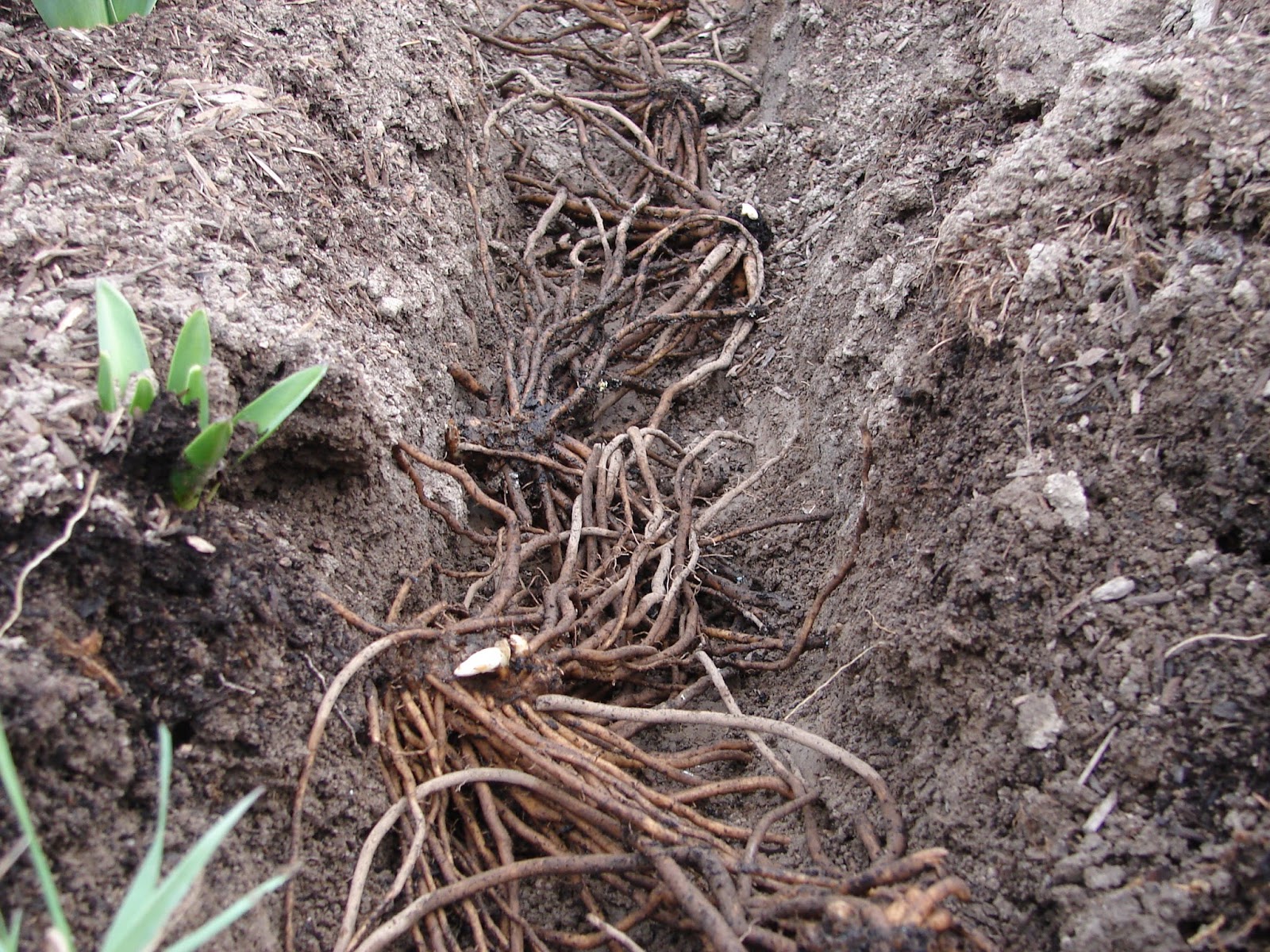 New Utah Gardener: How Do I Plant Asparagus? New Utah Gardener: How Do I Plant Asparagus? Planting Asparagus In The Fall