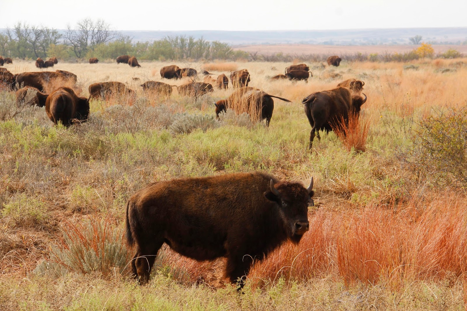 The Kansas Outback WildlifeFifth in a series of the 8 Natural Wonders of the Red Hills