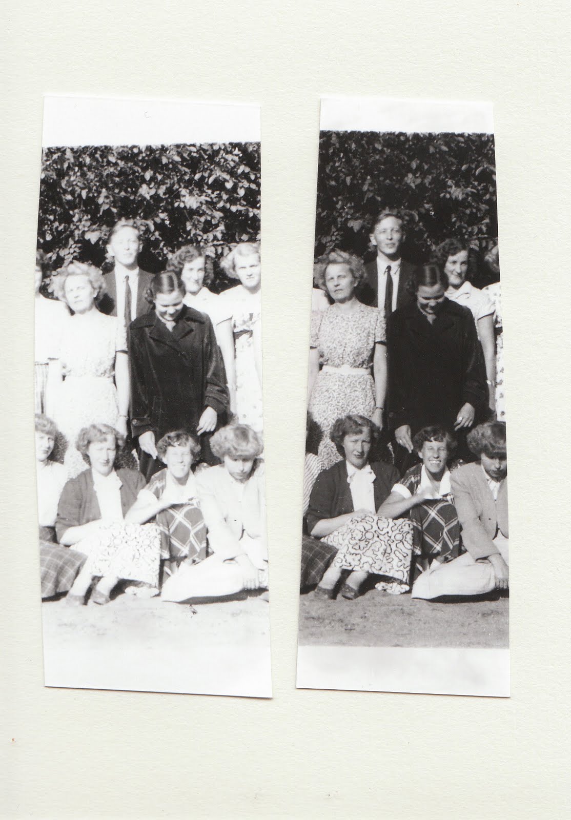 Passer Domesticus old negatives.