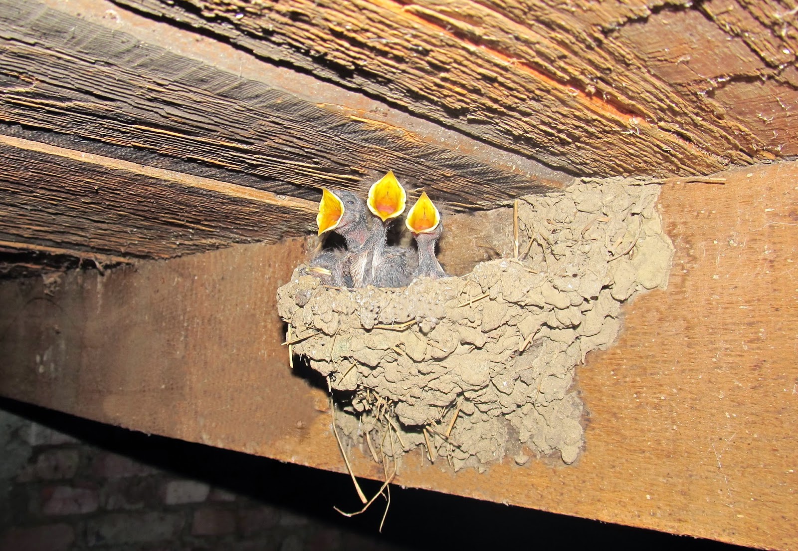 Под крышей дома свили гнездо. Воробьи свили гнездо под крышей дома примета. Ласточки свили гнездо в доме примета. Ласточки свили гнездо под самой крышей примета. Паразиты птенцов ласточек.