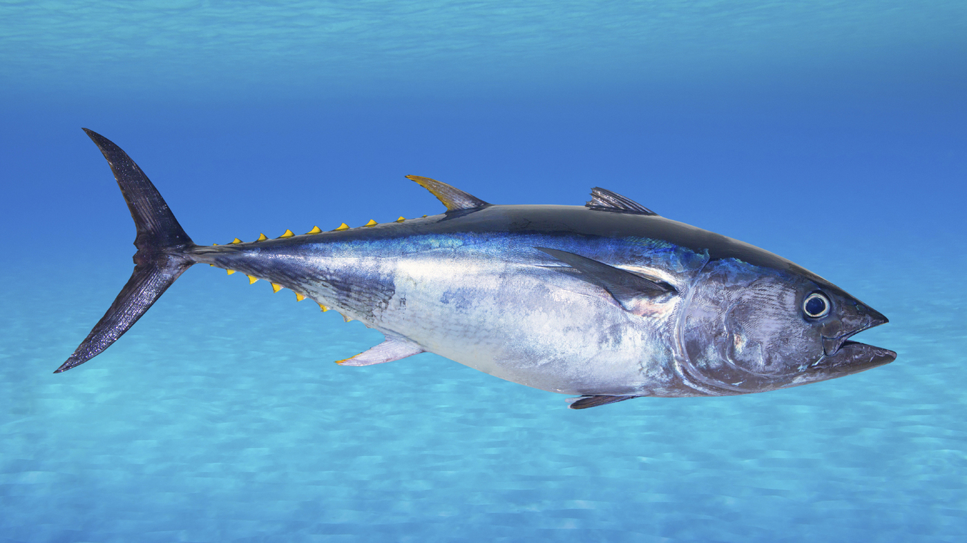 Learn About the Tuna Fish Nutrition Here - Frozen Tuna Fish, Frozen