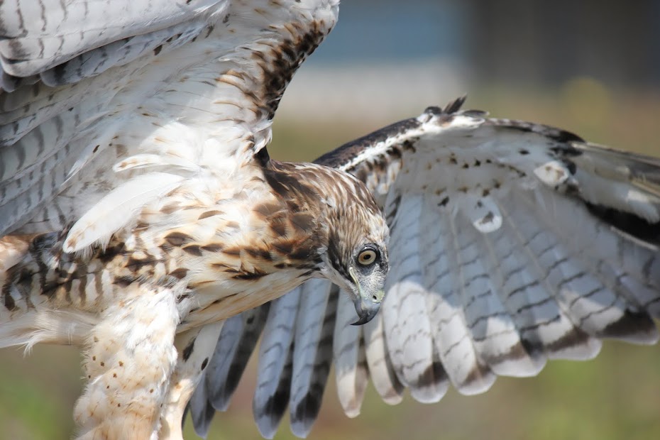 Red-tailed Hawk