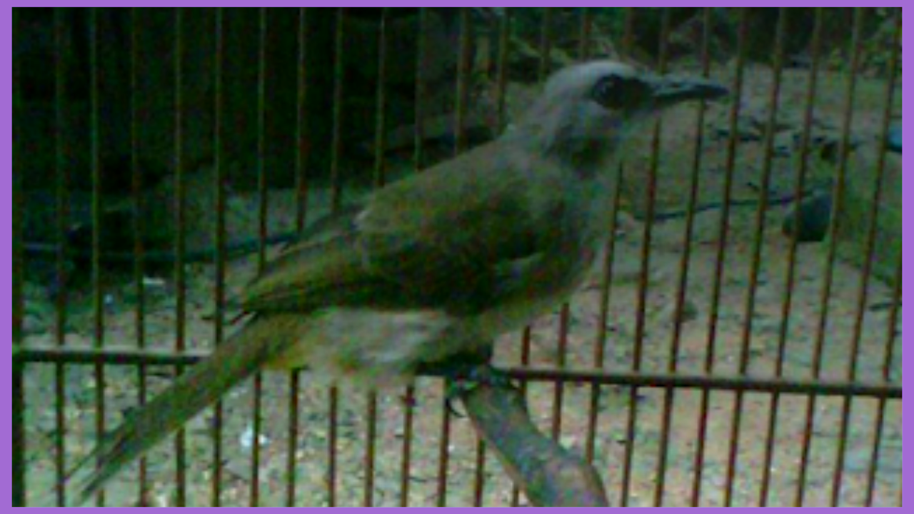 6 Cara Ampuh Menjinakkan Burung Trucukan