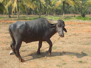 Friday(4-3-2016) :- Last of  plough buffalo's of Hosala village in Barkur.