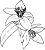 Florida State Flower Coloring Page - Flower Coloring Page