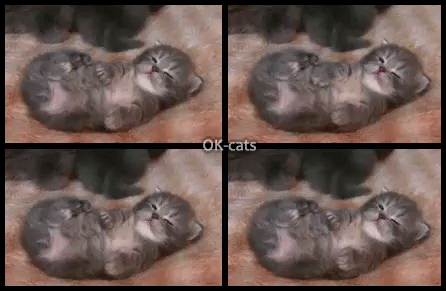 Art Cat GIF • Infinite loop • Swimming kitty. "C’mon Faster, faster, faster, faaasteer!"