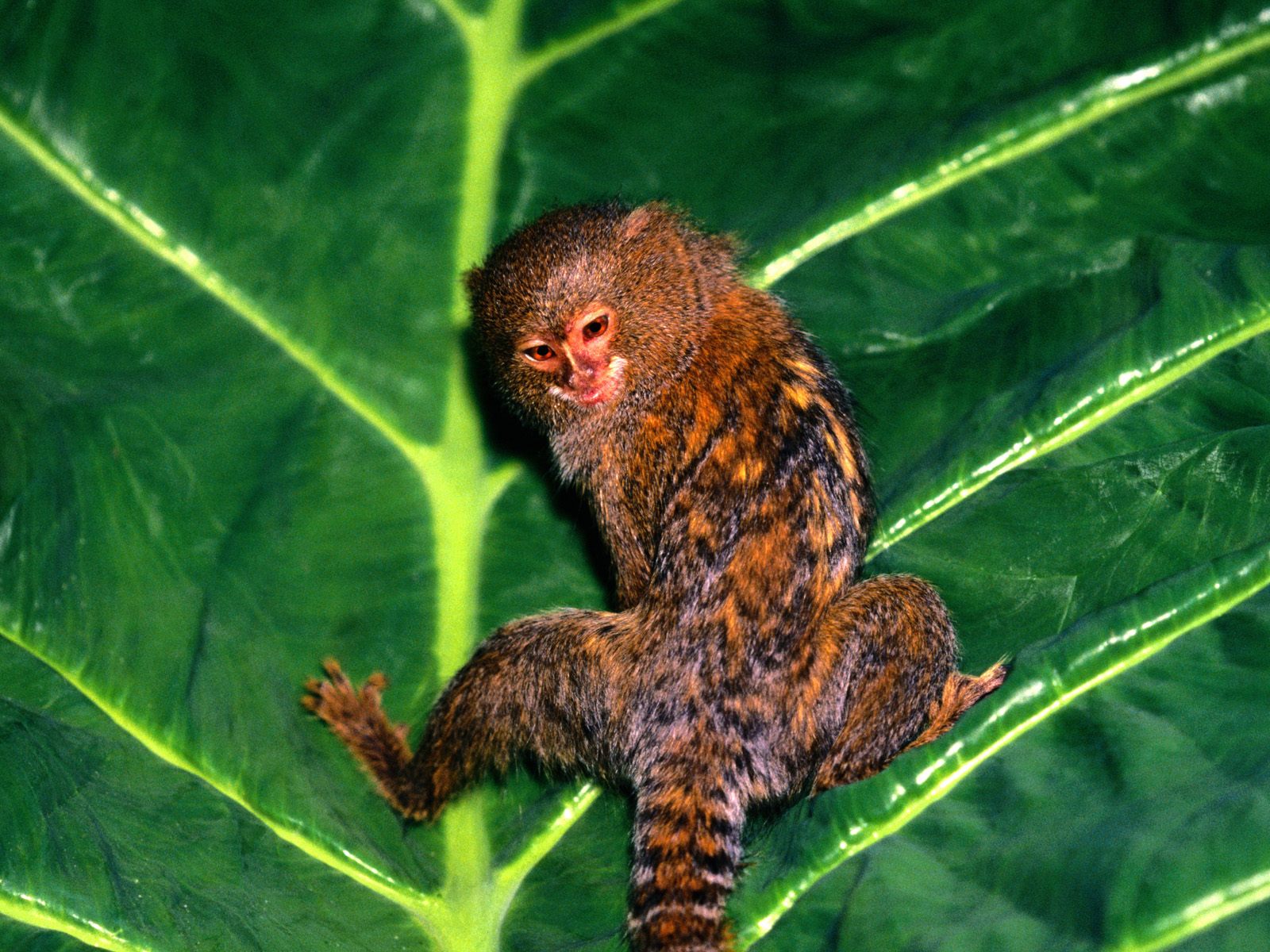 Pygmy MarmosetDwarf Monkey Pygmy MarmosetDwarf Monkey