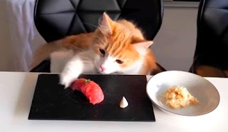 4 Home-made Cat Food and How to Make It