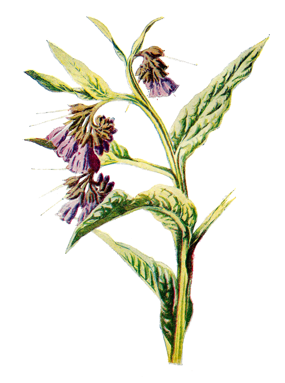 Antique Images Wildflower Artwork Free Illustrations