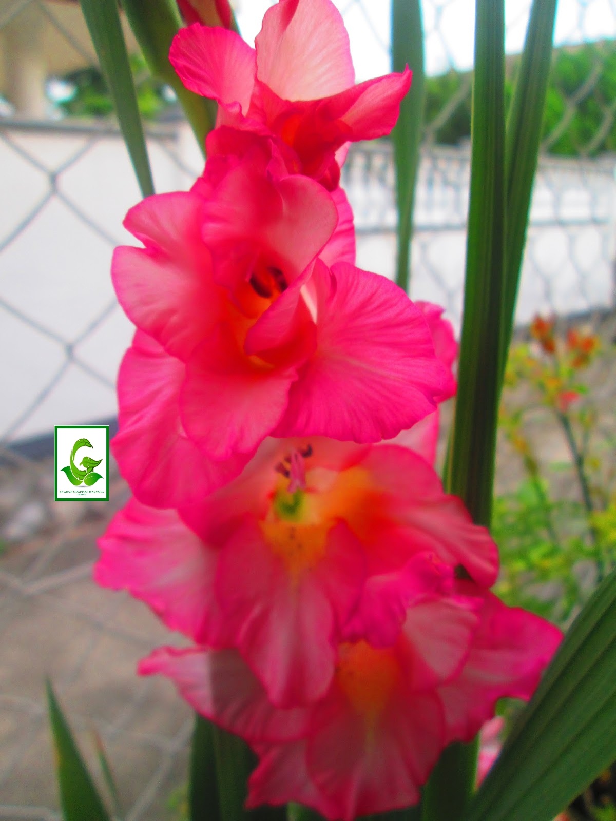 Seeds For Sale Online GLADIOLUS bulbs for sale