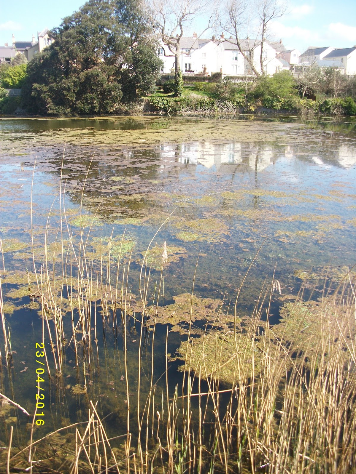 Campaign For The Protection of Pembrokeshire Pembroke Mill Pond