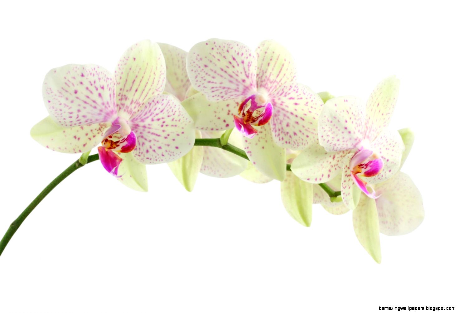 Picture Of Orchid Flower   Beautiful Flowers